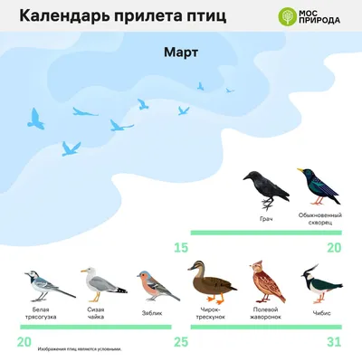 Специалисты Мосприроды составили календарь отлета перелетных птиц на зимовку