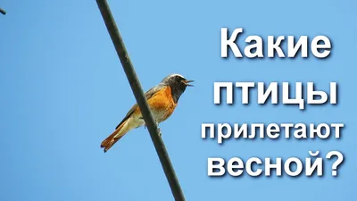 Тобольская комплексная станция УрО РАН - Тобольск встречает перелётных птиц