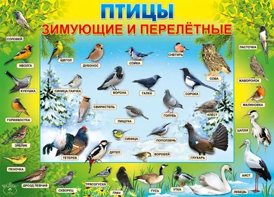 Сидим дома с пользой. Рекомендации родителям «Весна. Перелетные птицы» для  детей 4–5 лет (2 фото). Воспитателям детских садов, школьным учителям и  педагогам - Маам.ру