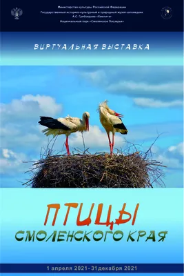 Какие птицы прилетают весной | Когда перелетные птицы возвращаются с  зимовки - YouTube