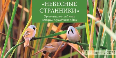 Все перелётные птицы: картинки с названиями и описаниями