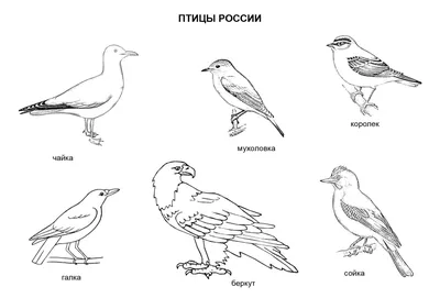 Рецензии покупателей на \"Тематический словарь в картинках. Мир животных.  Книга 5. Перелетные и зимующие птицы России\" - Издательство Альфа-книга