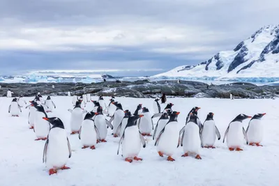 Фото пингвинов в антарктиде фото