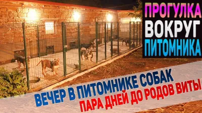 Рейтинг и описание лучших собачьих питомников в Ростове-на-Дону в 2023 году