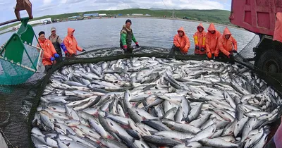 рыба, пойманная на льду зимой. Стоковое Изображение - изображение  насчитывающей активизма, сумерк: 217003089