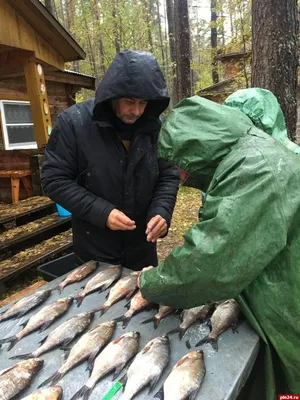 Поймать много рыбы это не самое главное, важнее доставить эту рыбу до  потребителя по приемлемой цене | Заметки ихтиолога. | Дзен