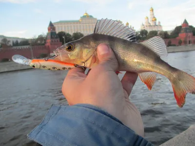 Сезон любительской рыбалки открывается 20 июня: какие новые правила  появились в регионах - Российская газета