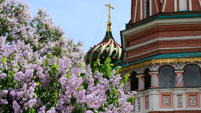 Собор Василия Блаженного: фото, адрес, онлайн виртуальный тур, как  добраться, часы работы, история