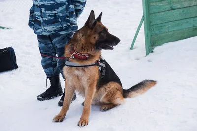 ФОТО | Спасенные жизни, найденные наркотики, задержанные преступники: трех полицейских  собак торжественно проводили на пенсию - Delfi RUS