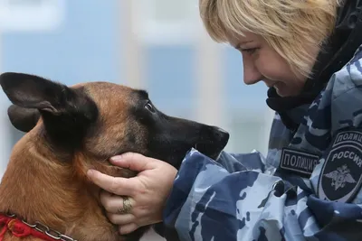 ҚР ІІМ Шығыс Қазақстан облысы Полиция департаменті / ДП ВКО - На страже  порядка- четвероногие сыщики Как с помощью служебных собак в Шемонаихе  раскрывают преступления? Они дарят людям радость, защищают дом и