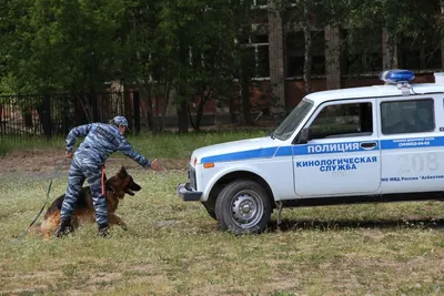 15 полицейских собак названы первыми заслуженными собаками Китая,  завоевавшими уважение людей и комплименты | Global Times на русском | Дзен