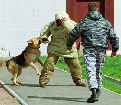 Современные изображения полицейских собак, звезды моды и  декоративно-прикладное искусство плакатов с собаками. – лучшие товары в  онлайн-магазине Джум Гик