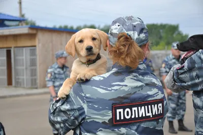 Звания американских служебных собак