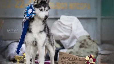 Топ-7 породистых собак, похожих на дворняг | ZOO CHANNEL | Дзен