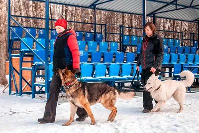 Породистые собаки - классификация, особенности