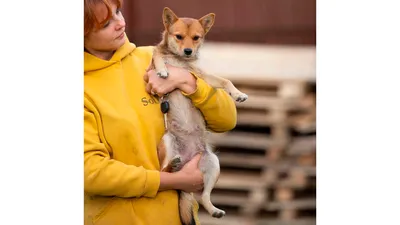 В приюте под Киевом можно взять породистого пса. Погляд | Взгляд |  Інтернет-видання