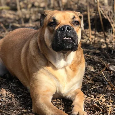 Kennel Miedo Del Toro, Ca de Bou-Ка де Бо | Moscow