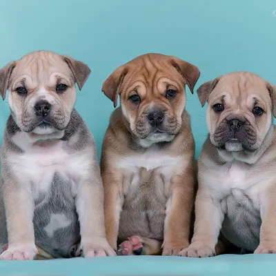 Пин от пользователя Alex на доске Х Ca de Bou (Perro Dogo Mallorquin,  Majorca Mastiff, Majorcan Bulldog) | Большие собаки, Собаки, Бульдог