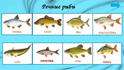 Часть 7. Пресноводные рыбы всего мира - Севастопольский аквариум