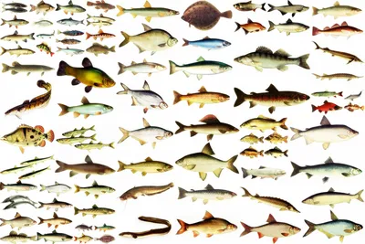 Комплект 7 пресноводных рыб изолированных на белизне Стоковое Изображение -  изображение насчитывающей одиночно, глаз: 93097745