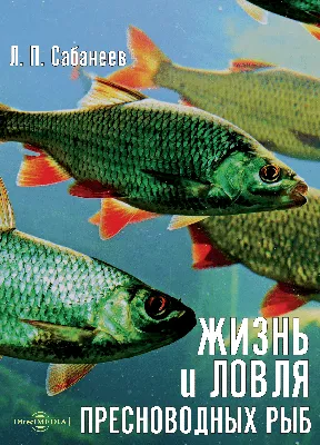 Пресноводная рыба России: виды, речные и озерные хищники как объекты рыбалки