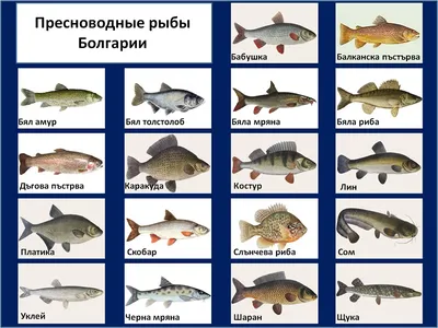 Пресноводные рыбы иллюстрация вектора. иллюстрации насчитывающей  пресноводно - 31053599