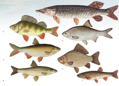 Пресноводные рыбы Болгарии и можно ли в озере поймать бабушку? - Ribazabira  %