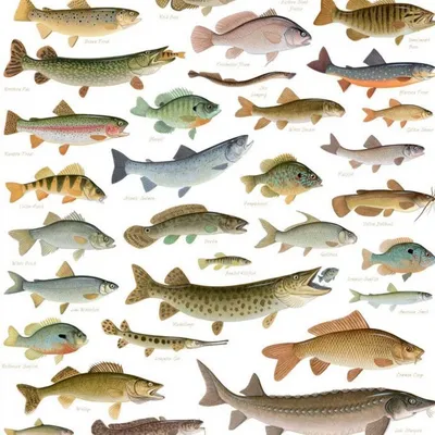 Топ 10 самых крупных рыб для пресноводного аквариума