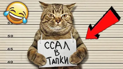 СМЕШНЫЕ ЖИВОТНЫЕ 2021 / ПРИКОЛЫ КОТЫ СОБАКИ, ЛУЧШИЕ ПРИКОЛЫ с Кошками и  Собаками Funny Cats - YouTube