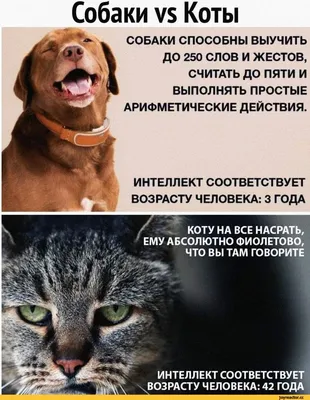 Бодрого утра! #приколы #юмор #смех #смешно #ржака #мемы #мем #коты #собаки # животные | Животные, Собаки, Мемы