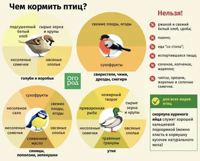 Охрана мест обитаний: с какими угрозами сталкиваются мигрирующие птицы -  08.10.2022, Sputnik Казахстан