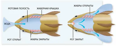 рыба — Викисловарь