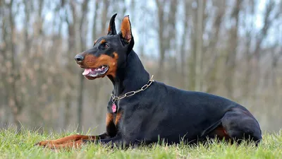 Лишай у собак 🐶 – виды, симптомы и признаки заражения питомца