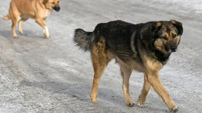 Выгул собак в сельской местности, нормы и правила