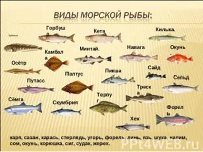 Рыбаки зарыбляют Кодыму молодняком промысловых видов рыб