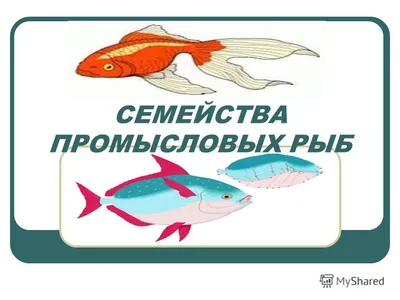 Семейство осетровых рыб, почему они под запретом? Откуда черная икра в  магазине? | Рыбалка 63 | Дзен