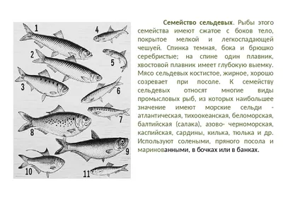 На волне перемен: как адаптация поможет сохранить запасы промысловых рыб  для будущих поколений | Euronews