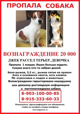 Пропала собака Шпиц на улице Плющева, Москва | Pet911.ru