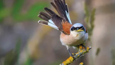 ФотографиЯ : Национальная птица Латвии - белая трясогузка или baltā cielava  (Motacilla alba).