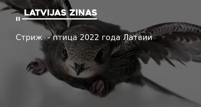 Фотовыставка «Моя птица 2022» | Латвийский Национальный музей природы