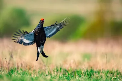 Чёрный ворон (Corvus corax),... - Дикая природа Латвии | Facebook