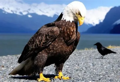 EAGLES: How do eagles differ from eagles? Types of eagles. Interesting  facts about birds and animals - YouTube