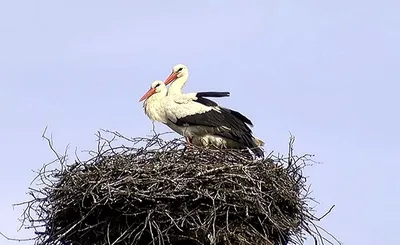 Какие птицы прилетают в Хакасию первыми: интервью с орнитологом |  03.04.2021 | Абакан - БезФормата