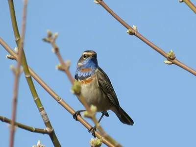 ПТИЦЫ МАРТА-2016: ОБЗОР РЕДКИХ ВИДОВ В БЕЛАРУСИ И СТРАНАХ-СОСЕДЯХ |  BirdWatch.by