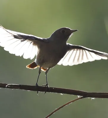 ПЕРЕЛЕТНЫЕ ПТИЦЫ. 🐦Детям про птиц. Учим птиц для детей. Какие перелётные птицы  прилетают весной? - YouTube