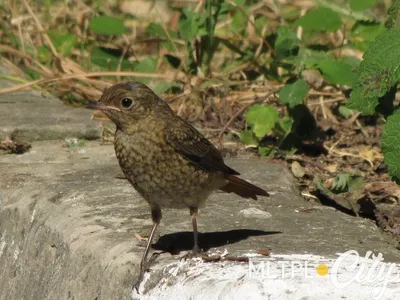 Pin on Birds of Ukraine / Птицы Украины / Птахи України