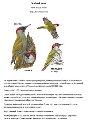 Крапивник (Troglodytes troglodytes). Фотогалерея птиц. Фотографии птиц  России, Беларуси, Украины, Казахстана, Таджикистана, Азербайджана.