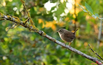 городские птицы | Wild Nature Photo