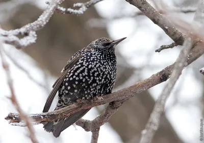 Pin on Birds of Ukraine / Птицы Украины / Птахи України