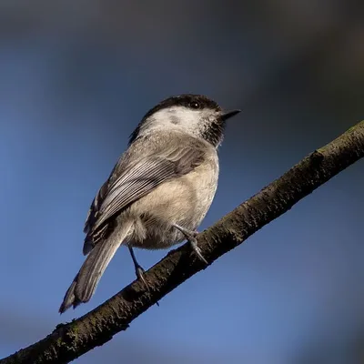 Pin on Birds of Ukraine / Птицы Украины / Птахи України